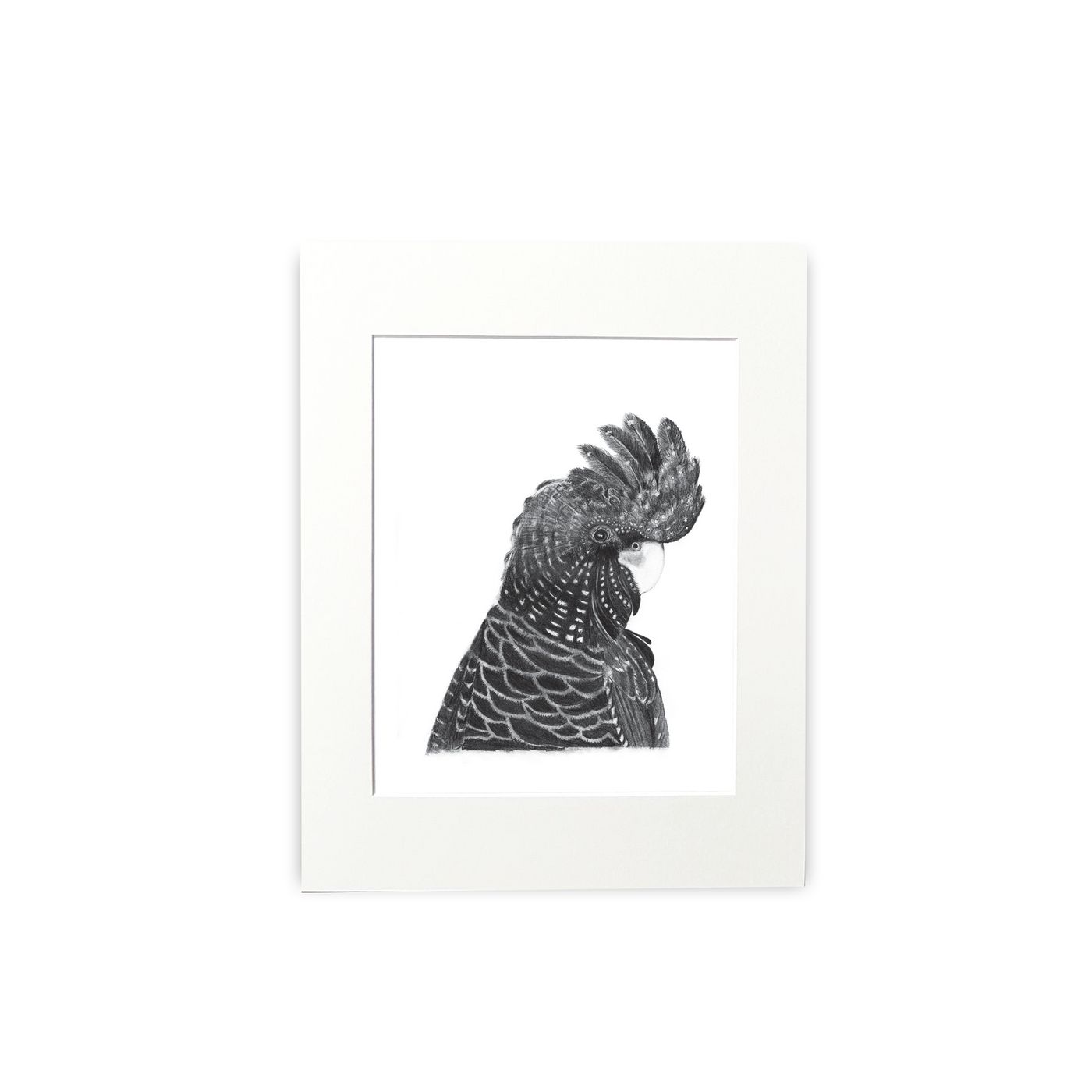 Black Cockatoo Print - Wholesale