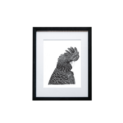 Black Cockatoo Print - Wholesale